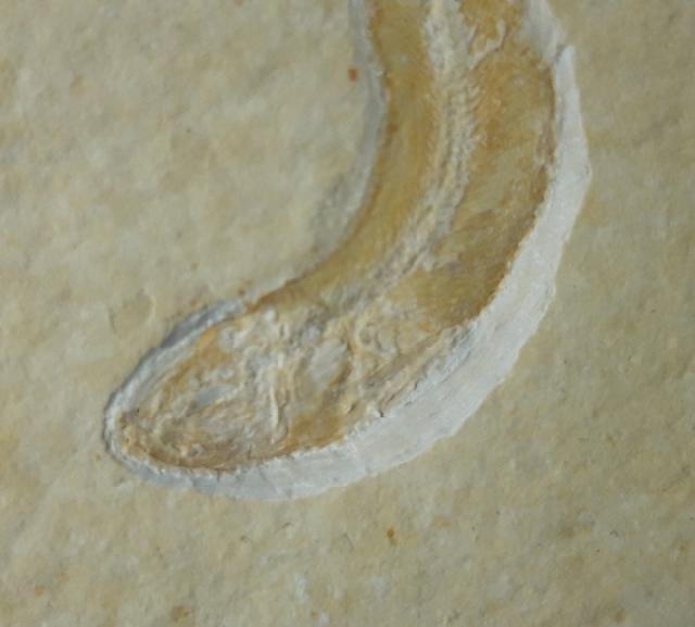 Leptolepides sprattiformis (BLAINVILLE 1818) - Bild &copy; FossNet FossilienStore